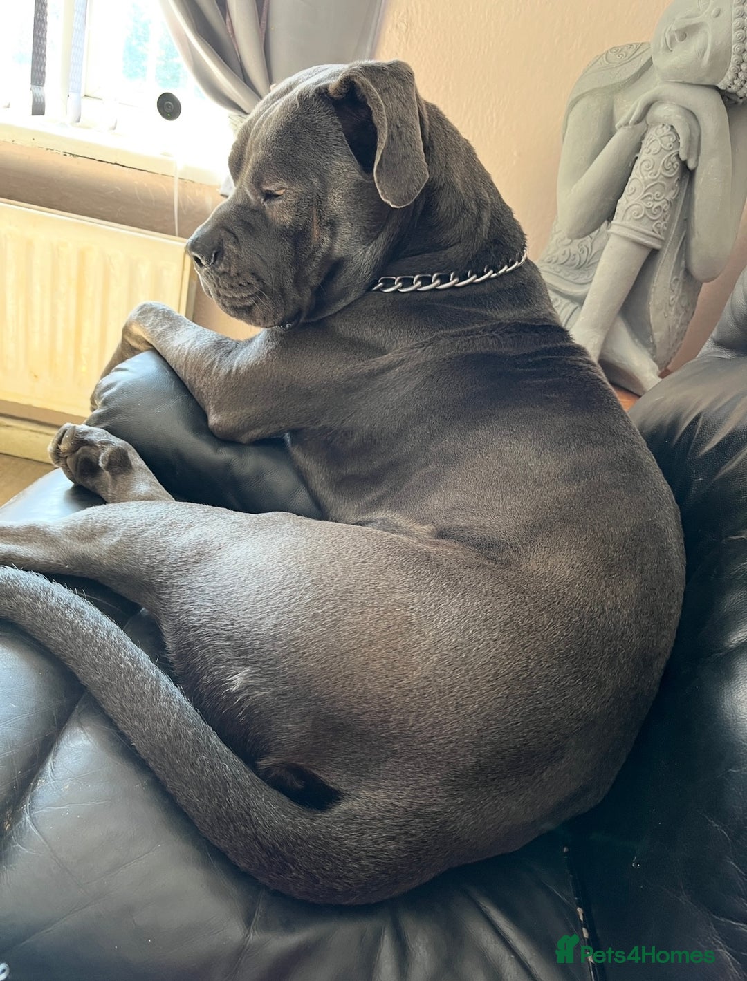 Cane Corso dogs for sale: Male cane corso (intact) 2yrs old - Image 6
