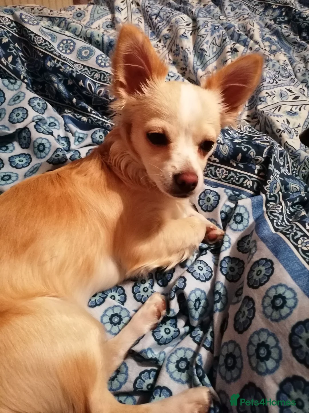 Chihuahua dogs for sale: Beautiful chihuahua pups in Manchester - Advert 1