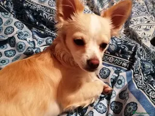 Chihuahua dogs Beautiful chihuahua pups - Advert 14