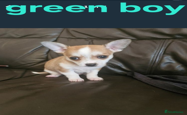 Mixed Breed dogs - Advert 5