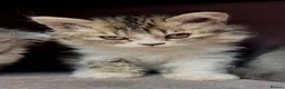 Selkirk Rex cats for sale: Gorgeous Selkirk rex kittens 😻 - Advert 21