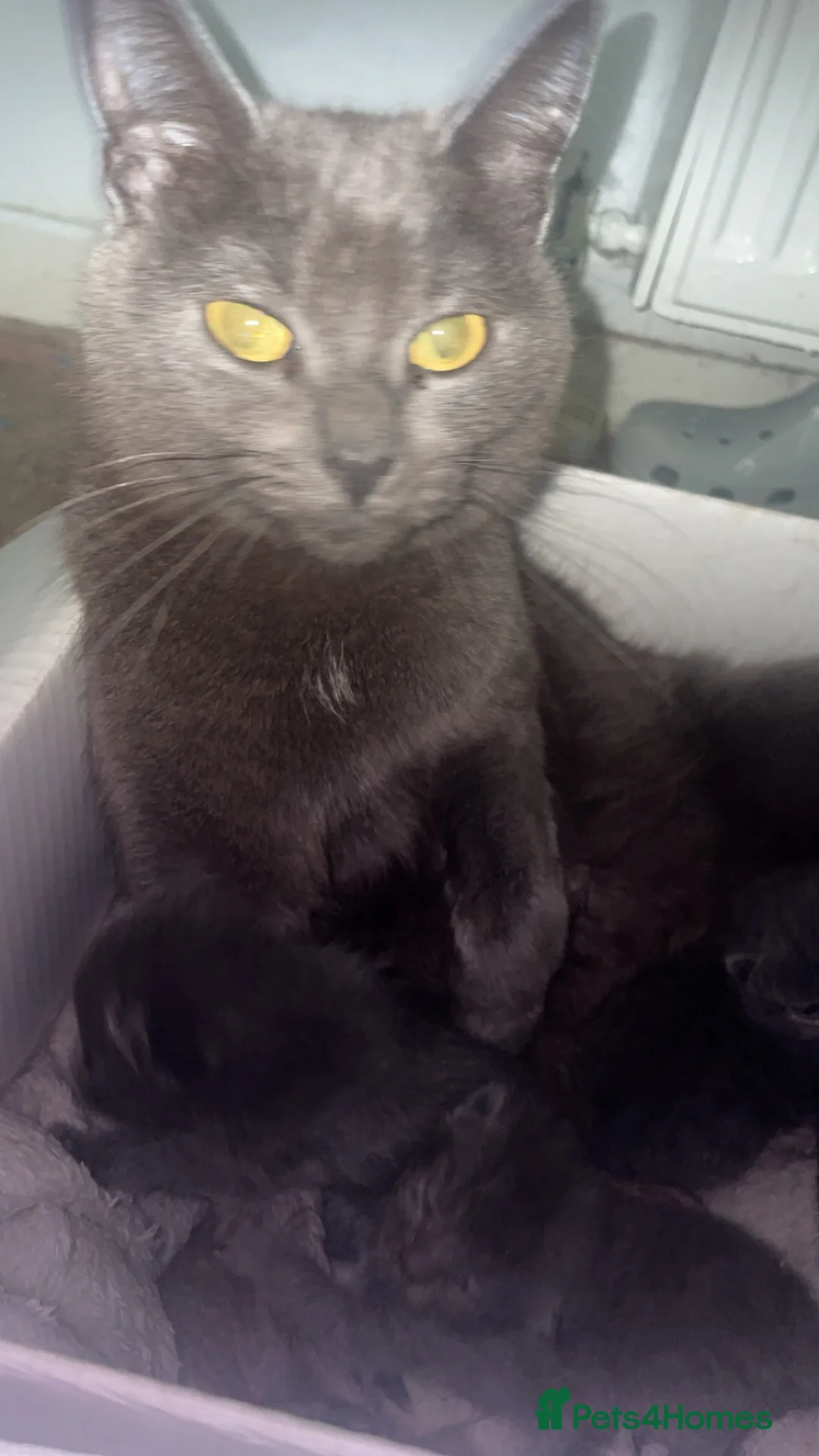 Mixed Breed cats for sale: Grey kittens  - Advert 2