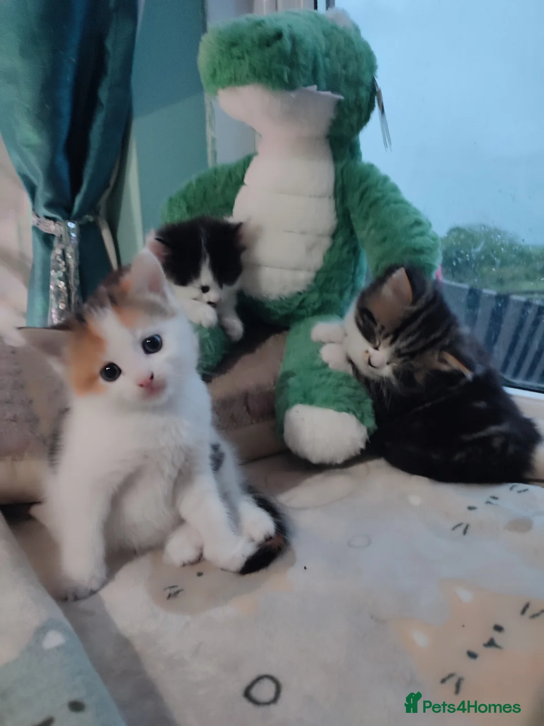 Mixed Breed cats for sale: 3 gorgeous kittens looking for forever home - Advert 2