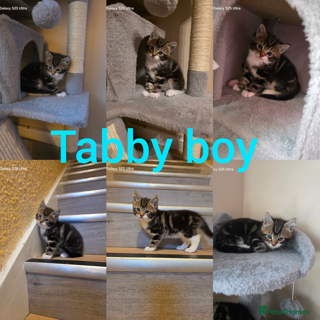 Mixed Breed cats for sale: 4 little kittens looking lovely new home.  - Image 5