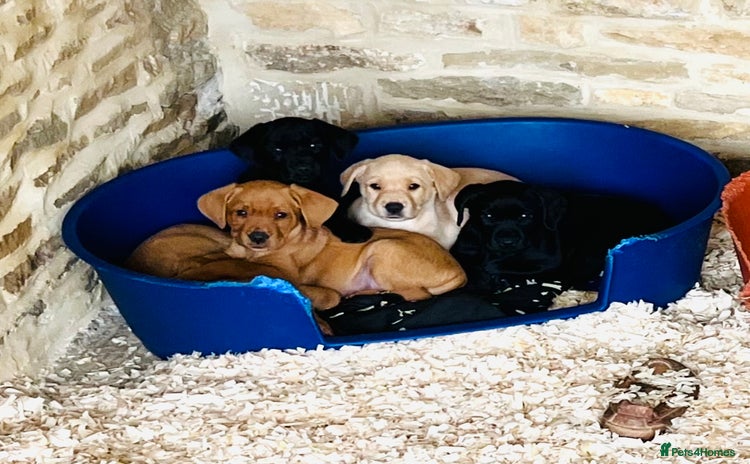 Labrador Retriever dogs - Advert 13