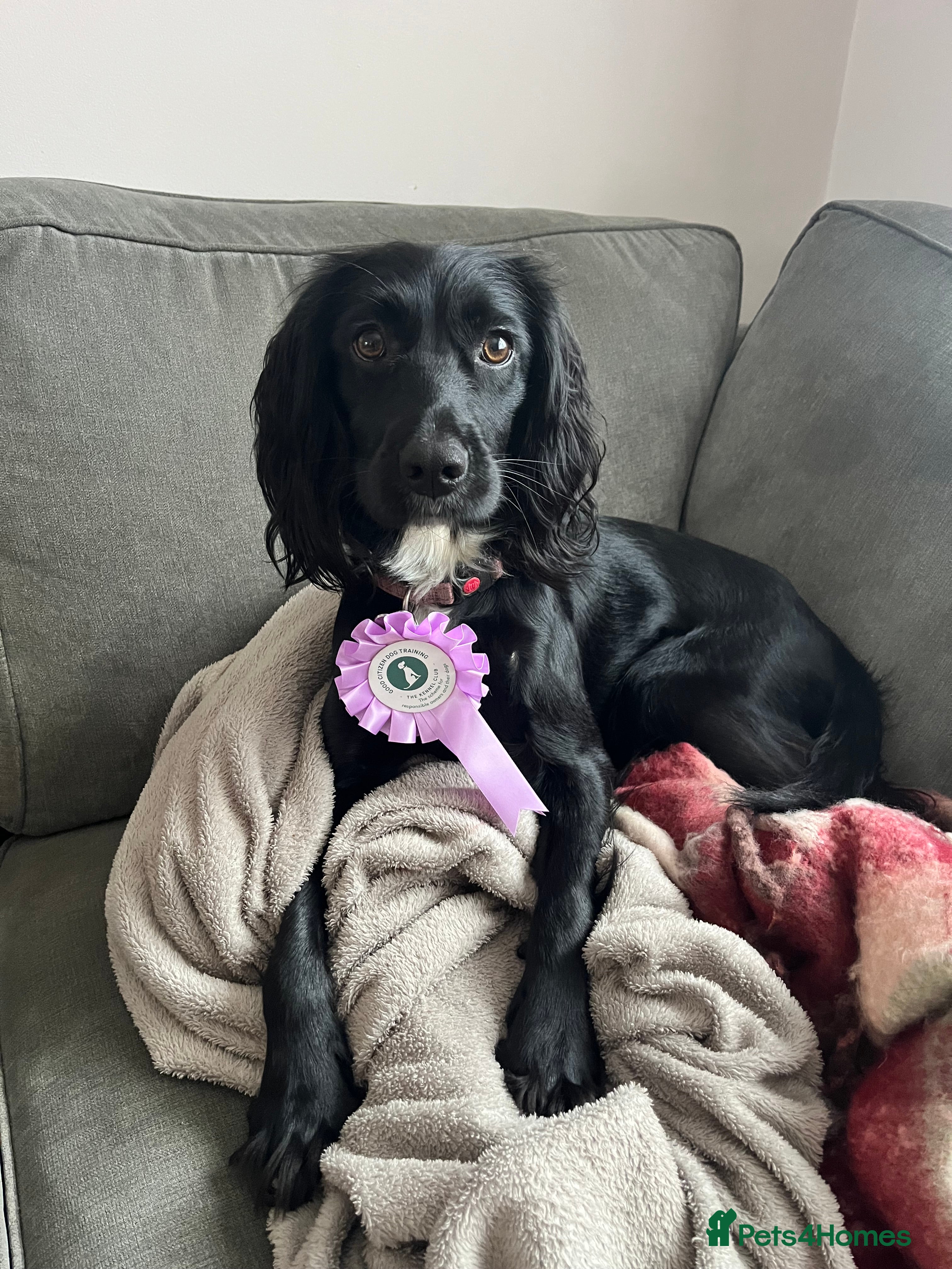 Sprocker dogs 16 month old working sprocker spaniel  - Advert 1