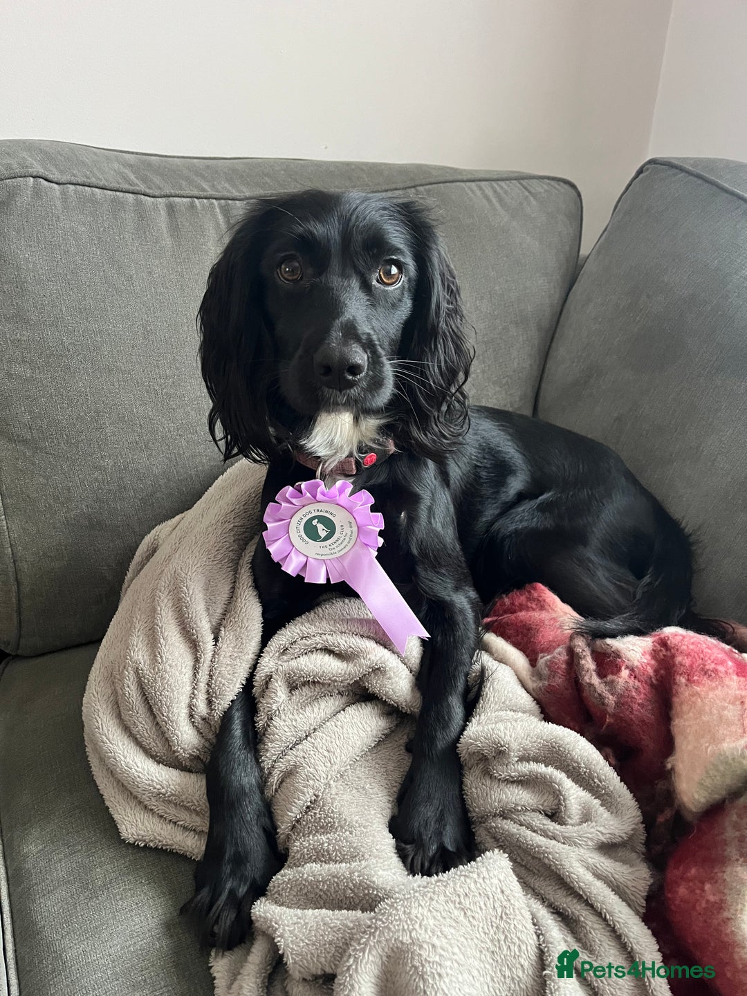 Sprocker dogs for sale: 16 month old working sprocker spaniel  - Advert 1