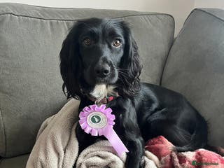 Sprocker dogs 16 month old working sprocker spaniel - Advert 15