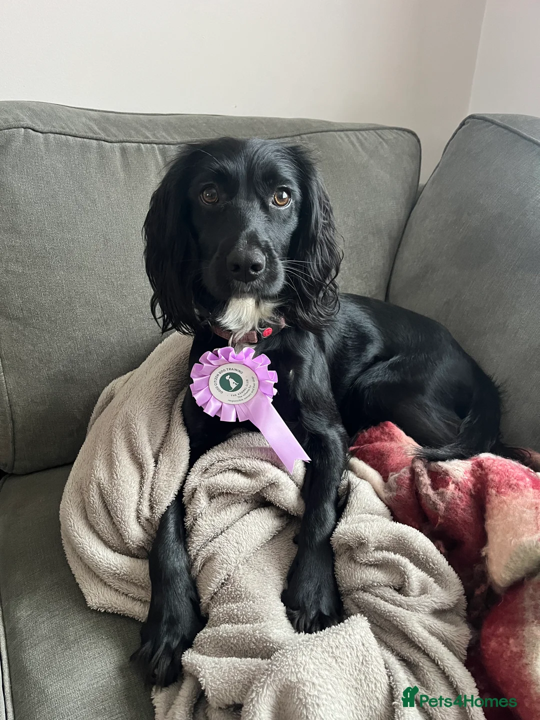 Sprocker dogs for sale: 18 month old working sprocker spaniel  - Advert 1