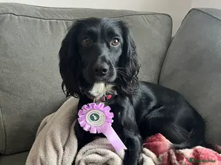 Sprocker dogs 16 month old working sprocker spaniel - Advert 15