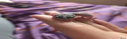 Gecko reptiles for sale: Leopard gecko baby's ready for new homes in Holsworthy - Advert 2