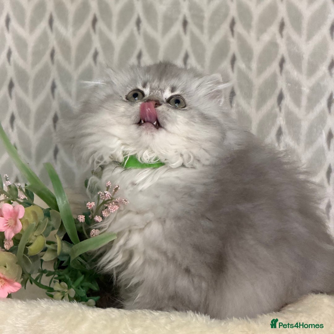 British Longhair cats for sale: British Longhair/Shorthair kittens TICA - Advert 6