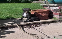 Staffordshire Bull Terrier dogs for sale: Staffordshire Bullterrier Puppy  - Image 2