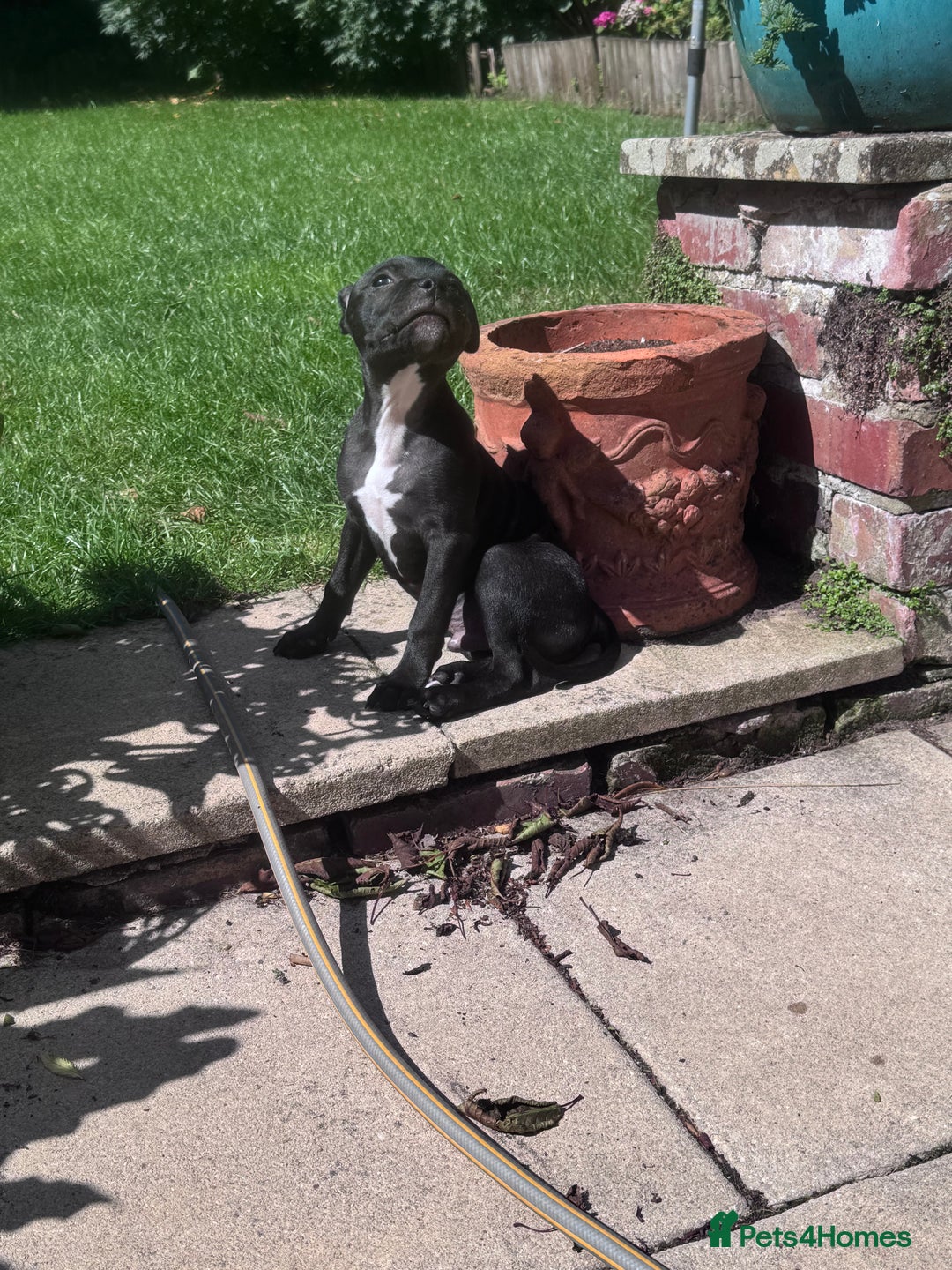 Staffordshire Bull Terrier dogs for sale: Staffordshire Bullterrier Puppy  - Image 2