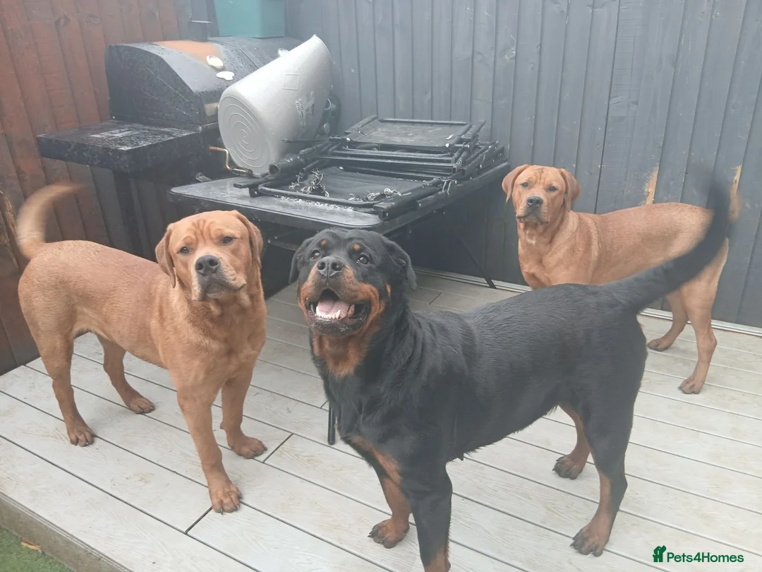 Mixed Breed dogs for sale: 14 month old rottweiler cross - Advert 1