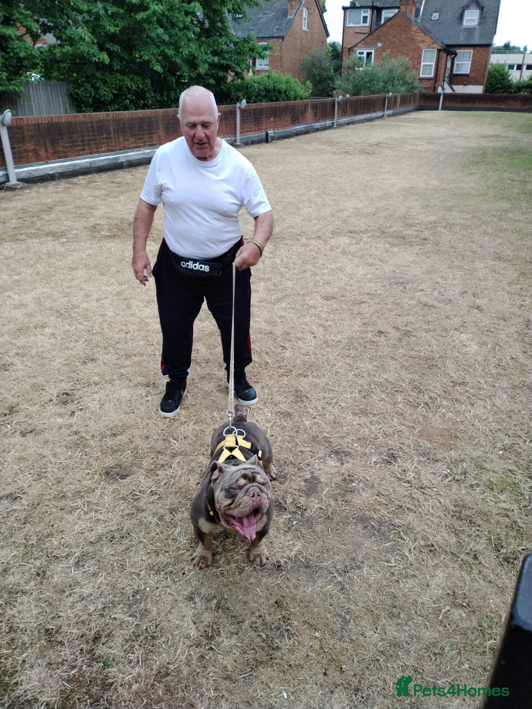 English Bulldog dogs for sale: GHOST - English bulldog  - Image 2