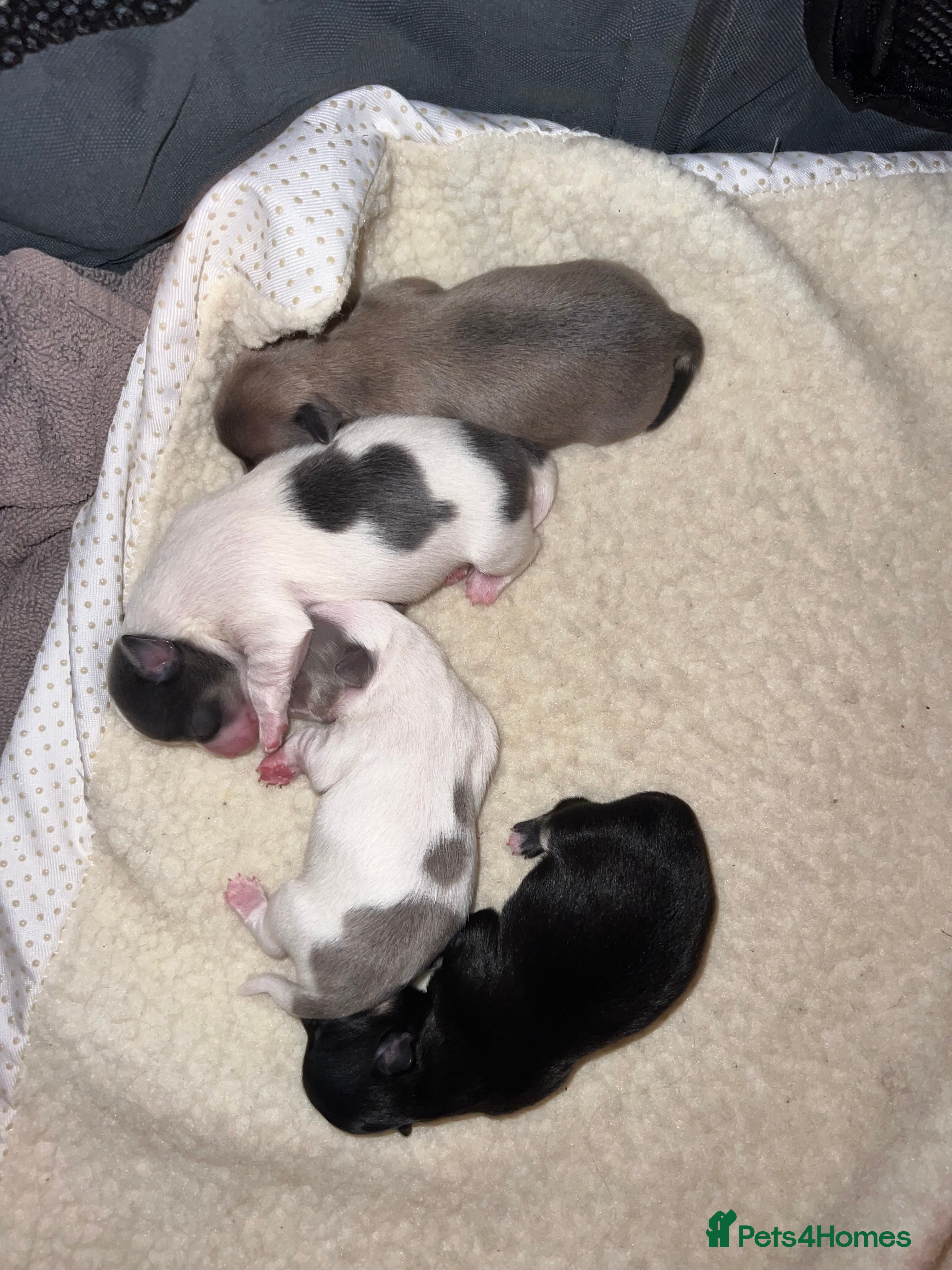 Chihuahua dogs Chihuahua Puppies - Advert 2