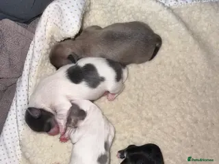 Chihuahua dogs Chihuahua Puppies - Advert 2