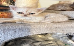 Persian cats for sale: Persian kitten ready to go - Image 27