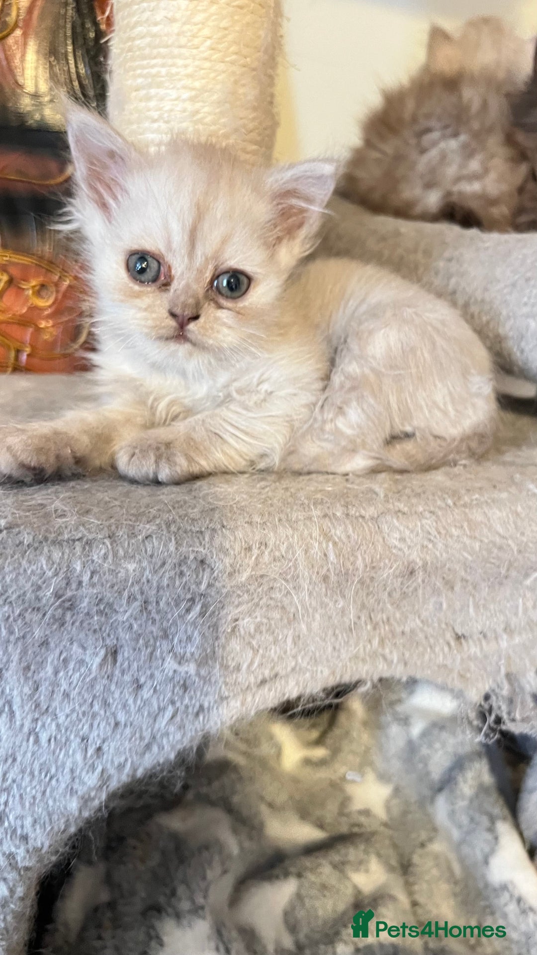 Persian cats for sale: Persian kitten ready to go - Image 27