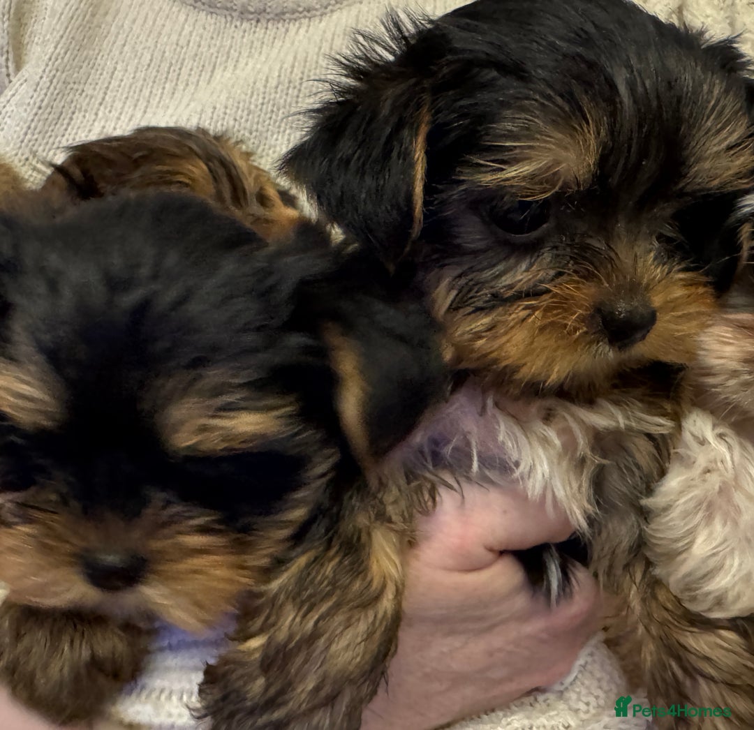 Yorkshire Terrier dogs for sale: Miniature Yorkie Puppies  - Image 4