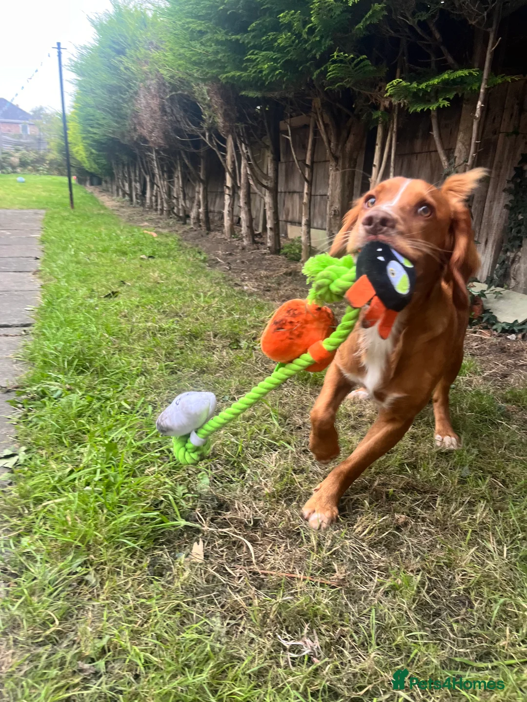 Cocker Spaniel dogs for sale: Looking for my forever home  - Advert 3