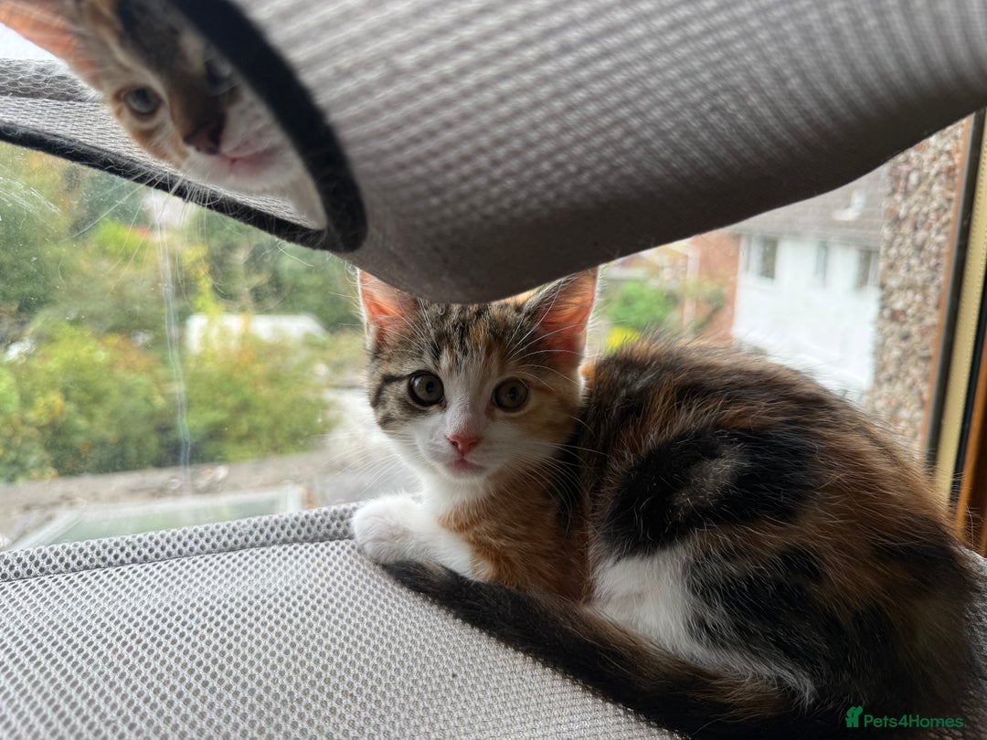 Mixed Breed cats for sale: Adorable 8 Week Old Kittens Ready Now - Image 2