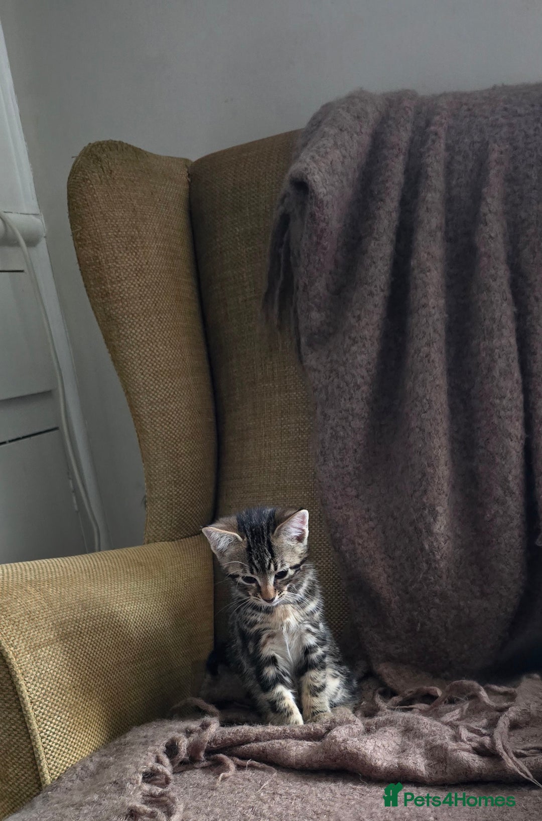 Mixed Breed cats for sale: Three boys looking for forever loving home  - Advert 19