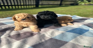 Cockapoo dogs - Advert 5