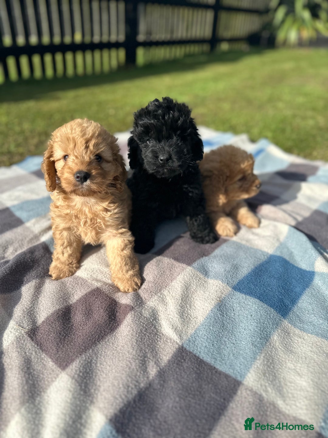 Cockapoo dogs for sale: F1 Cockerpoo pups for sale fully health checked. - Image 2