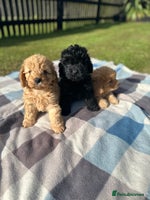 Cockapoo dogs - Advert 13