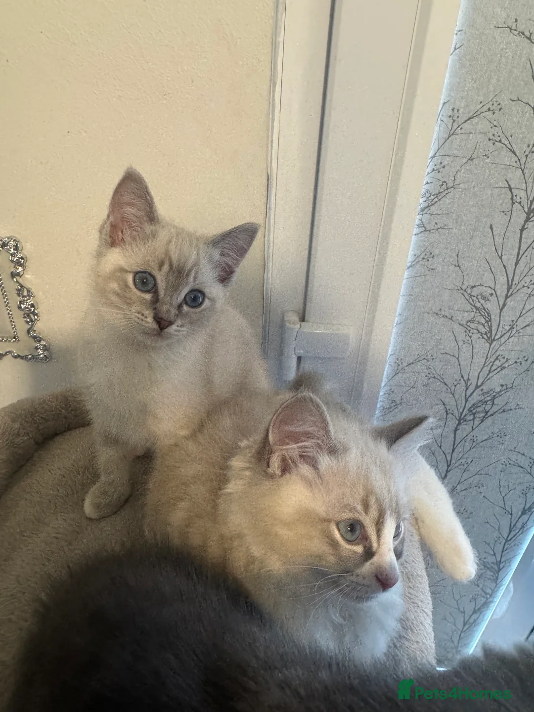 Ragdoll cats for sale: Adorable Ragdoll Kittens - Advert 9