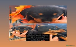 Mixed Breed dogs for sale: Rare hybrid Rottweiler x dachshund pups - Advert 11