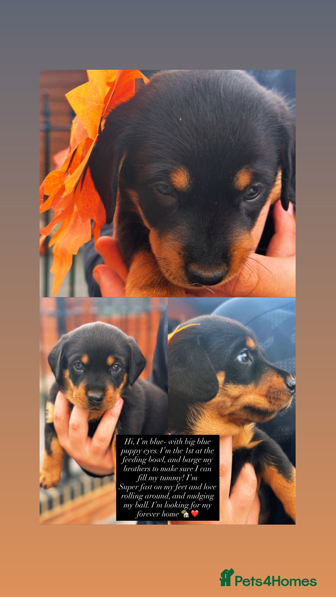 Mixed Breed dogs for sale: Rare hybrid Rottweiler x dachshund pups - Advert 11