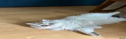 British Longhair cats for sale: British long hair White colour point  - Advert 4