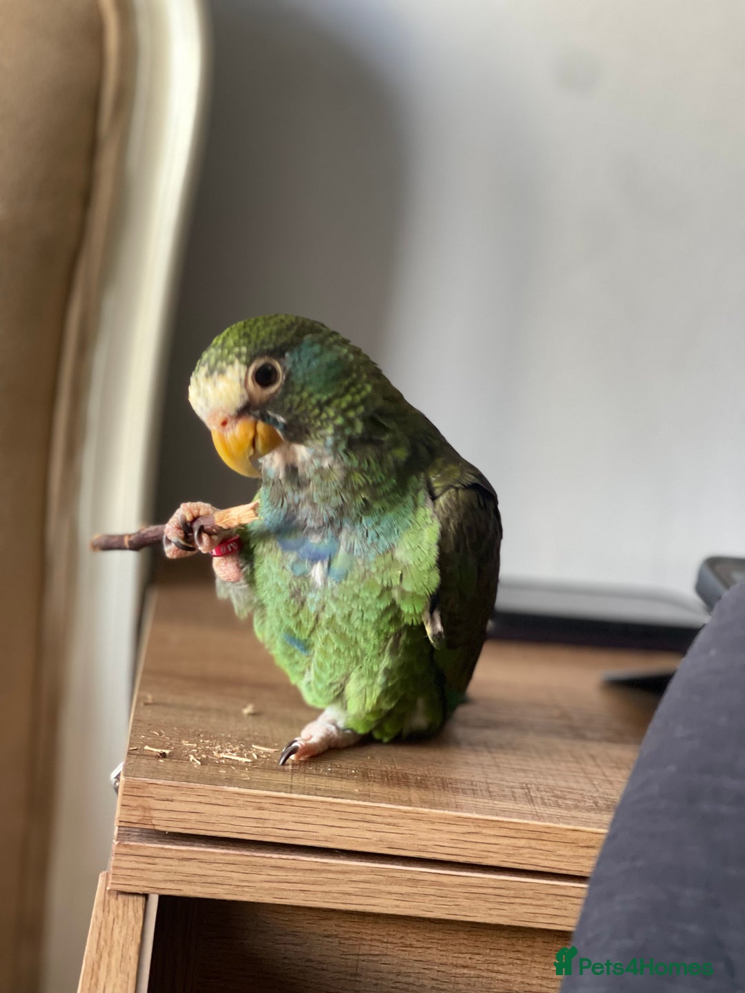 Gallery Image {{count}}