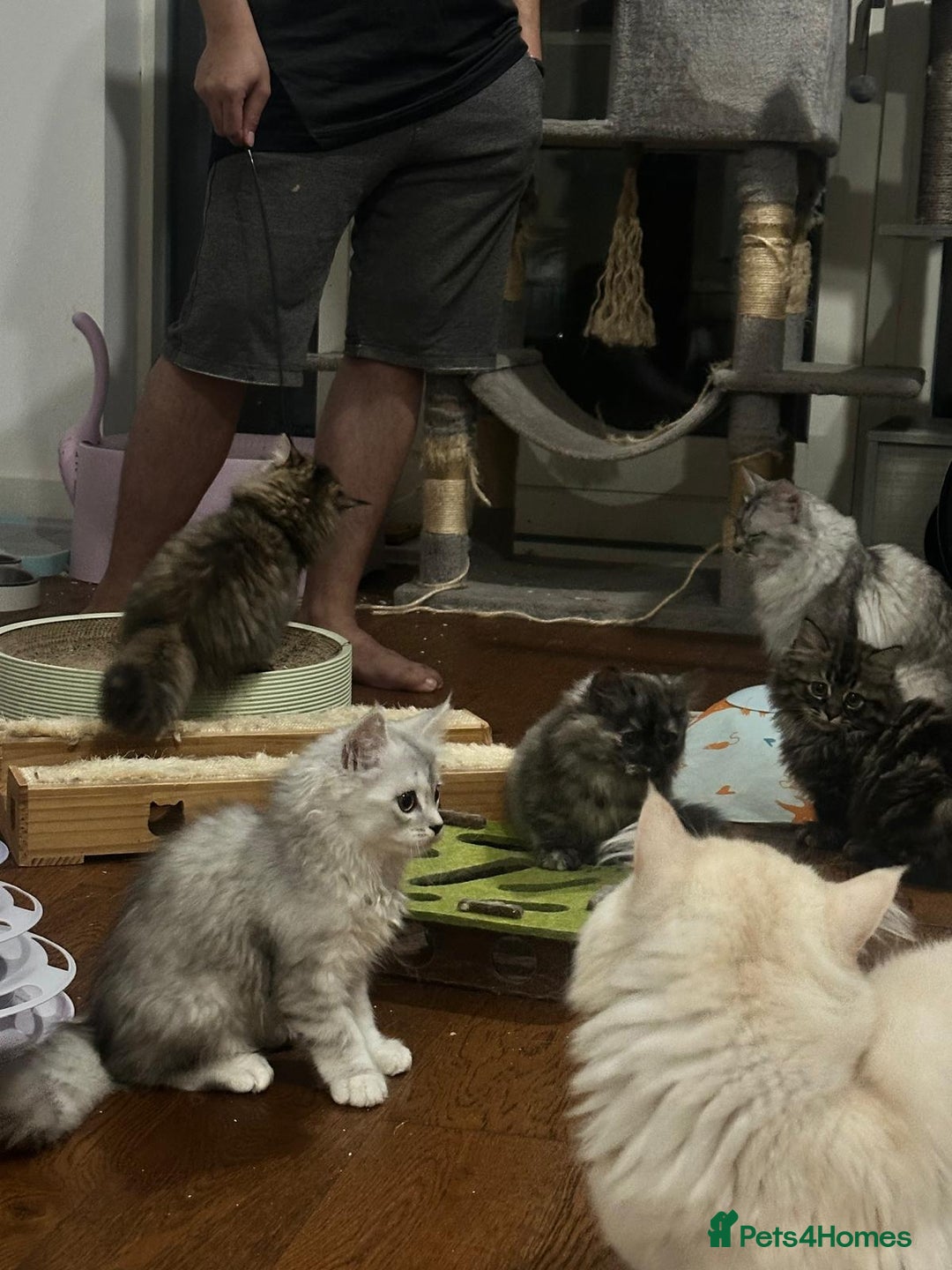 Napoleon cats for sale: 1 boy & 2 girl munchkin kittens ready for new home - Advert 2