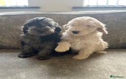 Cockapoo dogs for sale: Outstanding Cockapoos for sale  - Advert 11