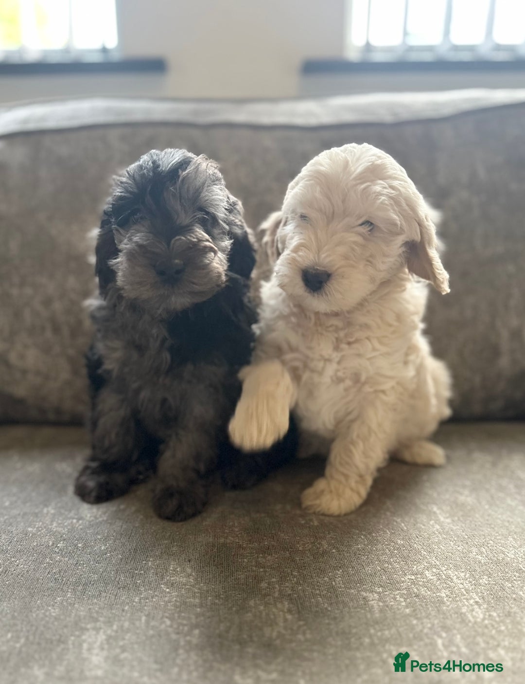 Cockapoo dogs for sale: Outstanding Cockapoos for sale  - Advert 11