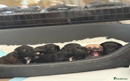 Yorkiepoo dogs for sale: Yorkiepoos - Image 11
