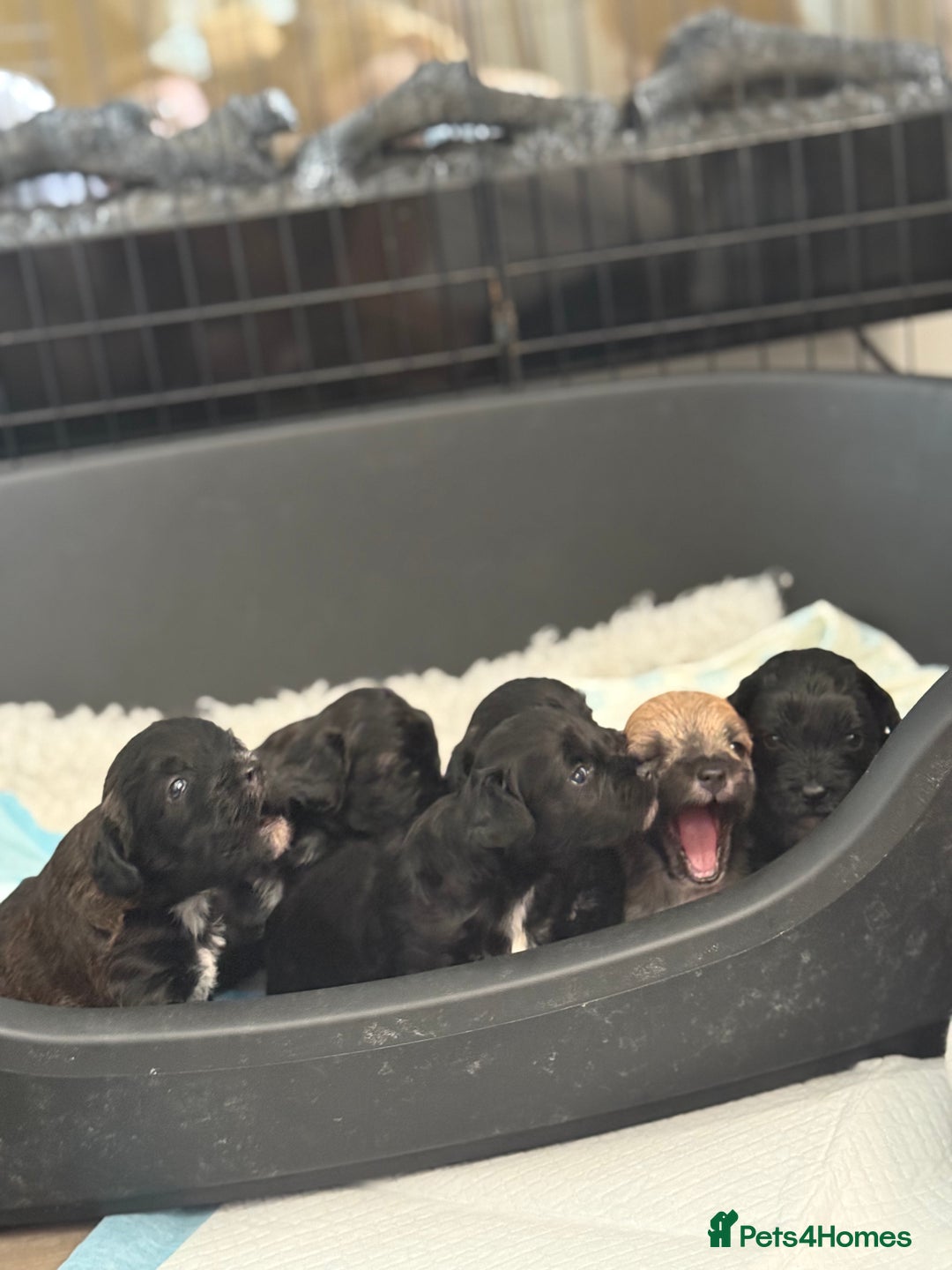 Yorkiepoo dogs for sale: Yorkiepoos - Image 11