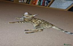 Bengal cats for sale:  🌟 Stunning Bengal Kittens  🌟 🥰🥰 - Image 12
