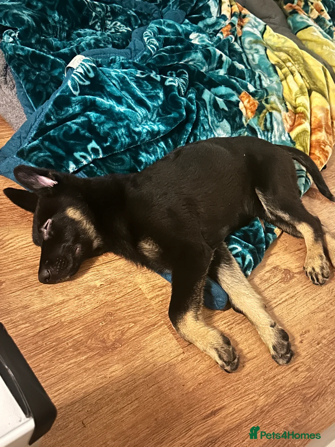 German Shepherd dogs for sale: Stunning German shepherd puppy.friendly& social - Advert 2