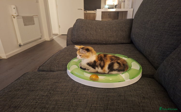 Mixed Breed cats - Advert 1
