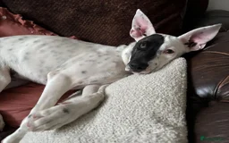 Mixed Breed dogs for adoption: Pika (Shepherd/Staffie mix) - Image 13