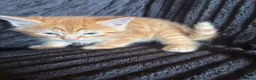 Mixed Breed cats for sale: Beautiful Tortoiseshell & ginger kittens  - Advert 25