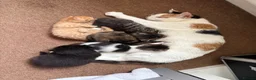 Domestic Shorthair cats for sale: Adorable Kittens for Sale ready 26th May! - Advert 13