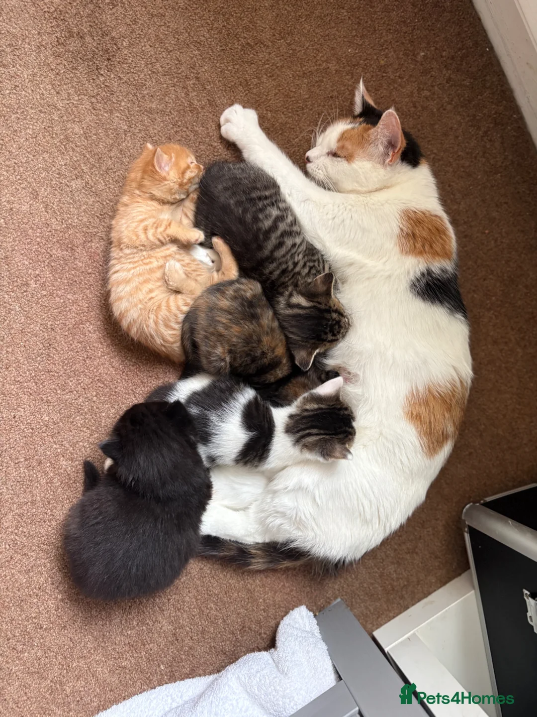 Domestic Shorthair cats for sale: Adorable Kittens for Sale ready 26th May! - Advert 13