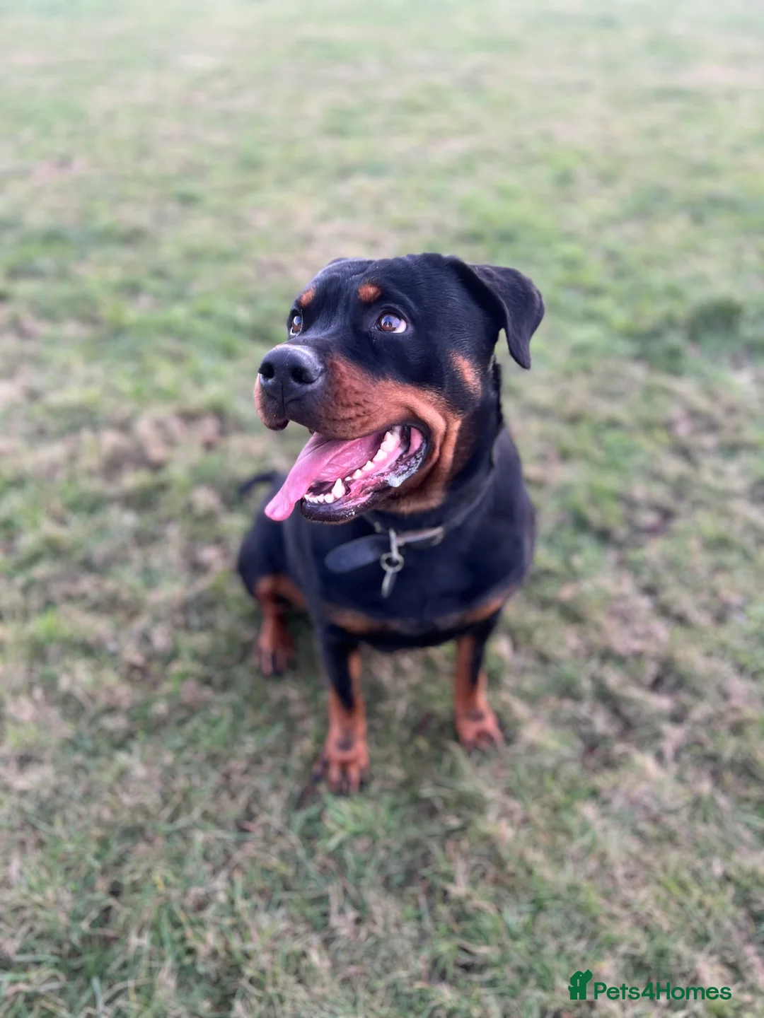 Rottweiler dogs for sale: Beautiful 2.5yr Rotty - Advert 3
