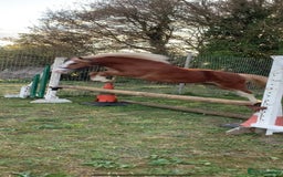 Welsh Section A horses for sale: 4 yr old welsh sec A filly - Image 10